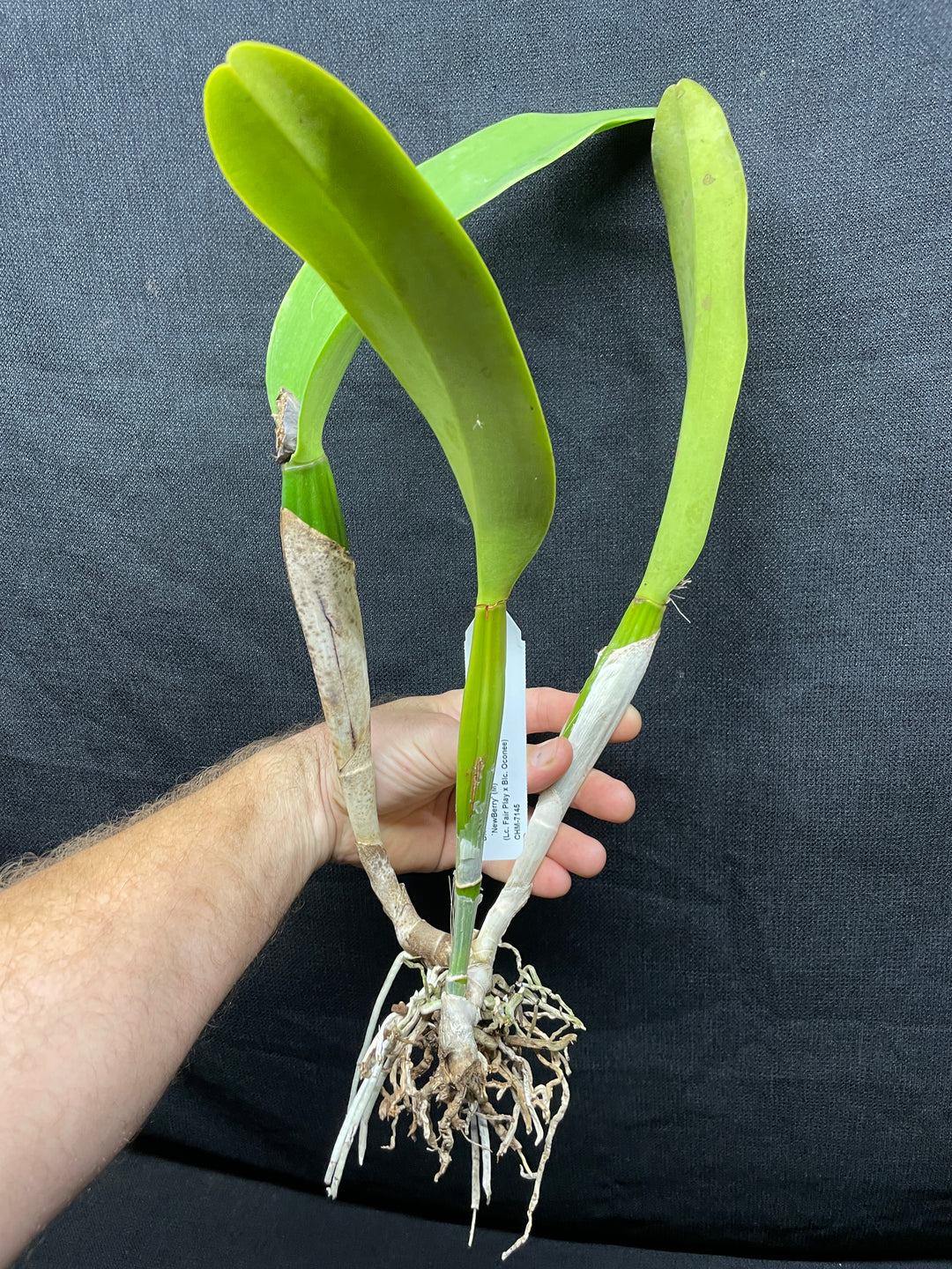 Blc. Yonges Island `Newberry&