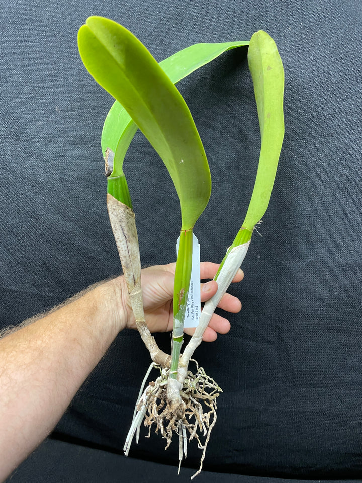 Blc. Yonges Island `Newberry&