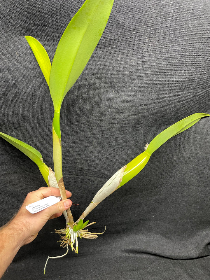 Blc. Ojai `Verte&