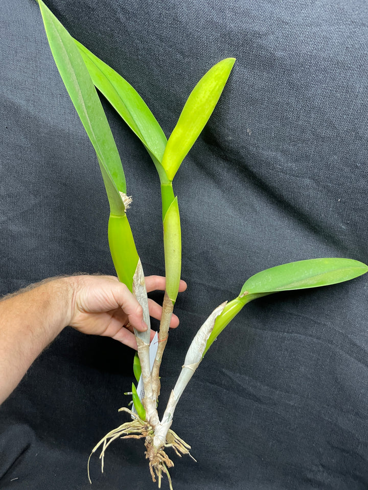 Blc. Ojai `Verte&