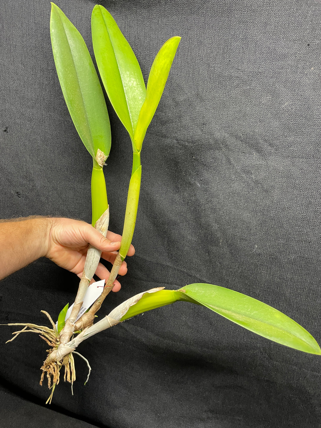 Blc. Ojai `Verte&