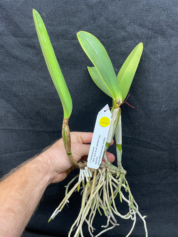 C. lueddemanniana `Mem. Norb Krzak&