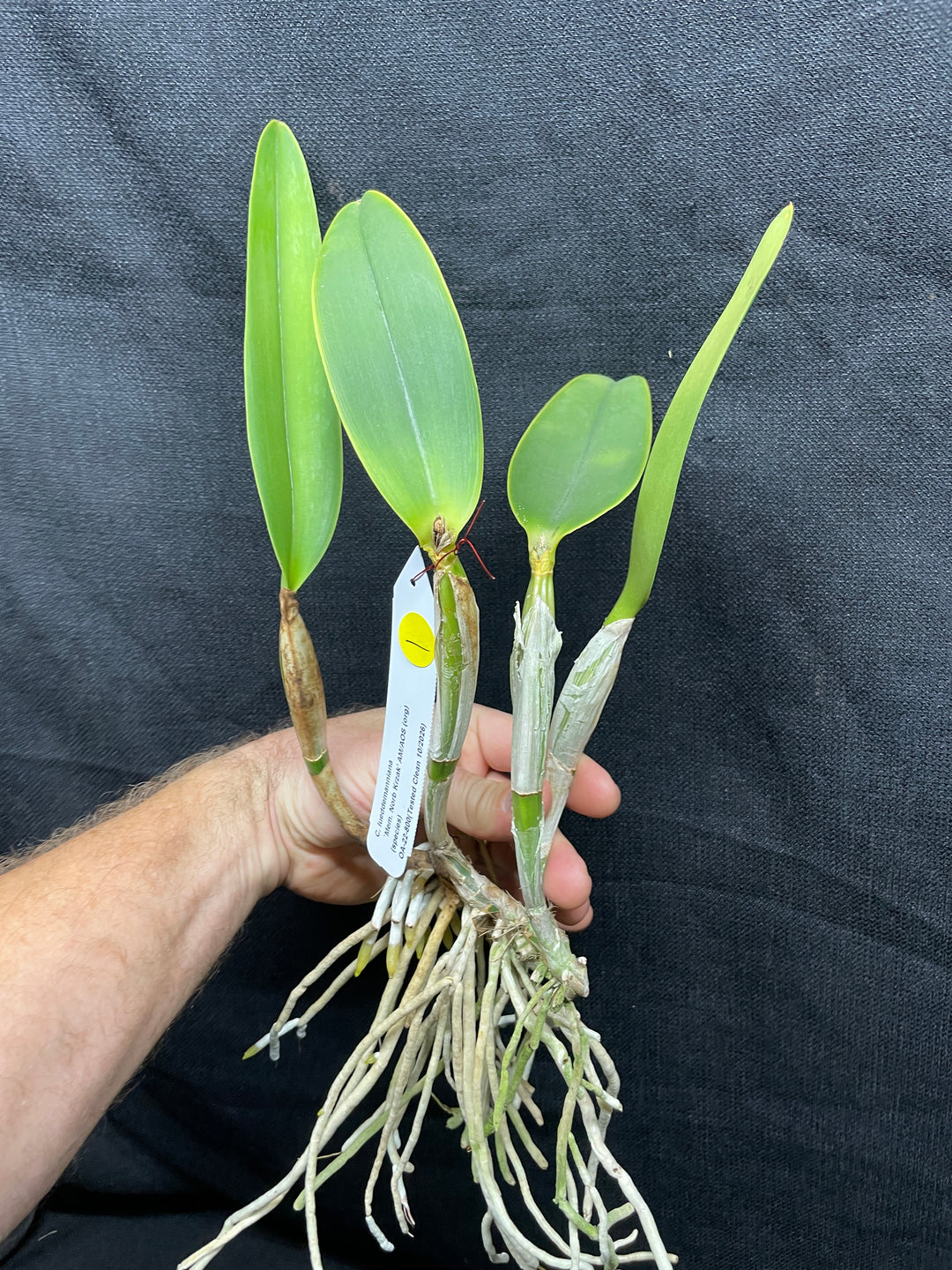 C. lueddemanniana `Mem. Norb Krzak&