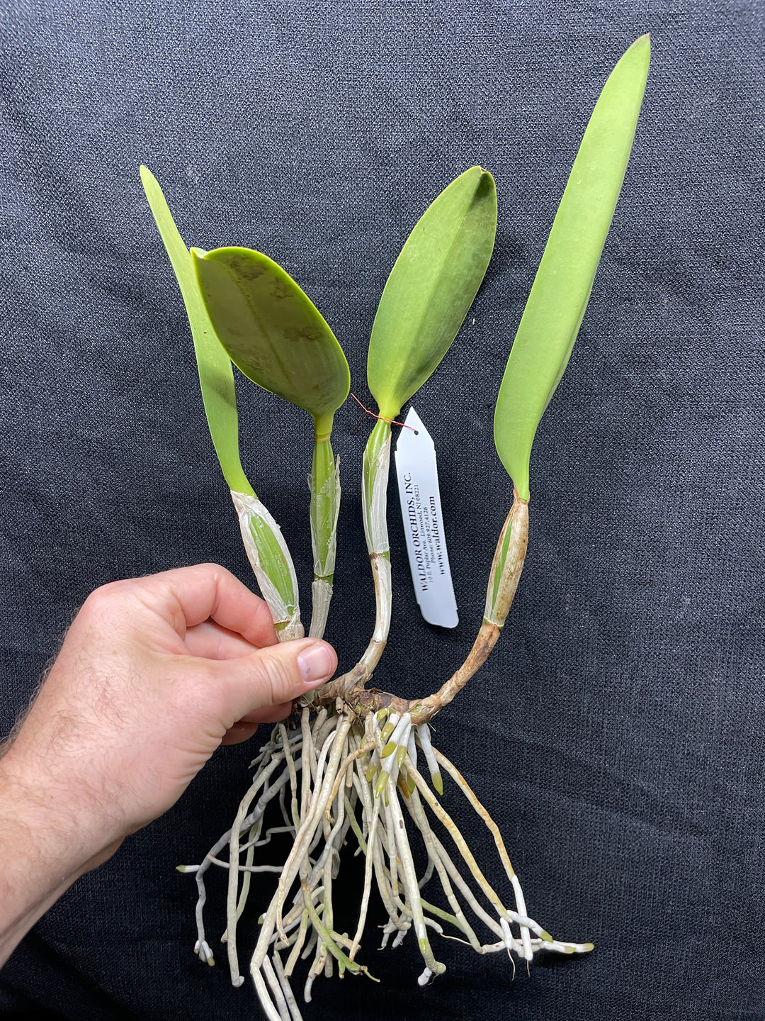 C. lueddemanniana `Mem. Norb Krzak&