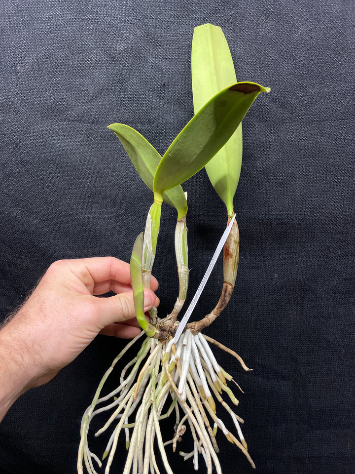 C. lueddemanniana `Mem. Norb Krzak&