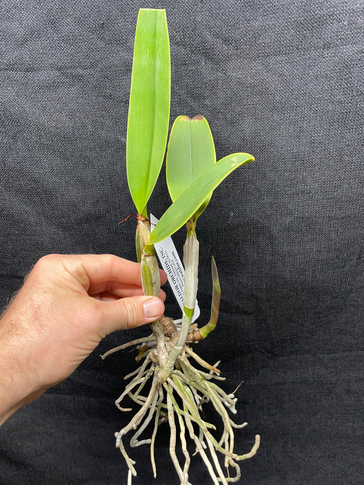 C. lueddemanniana `Mem. Norb Krzak&