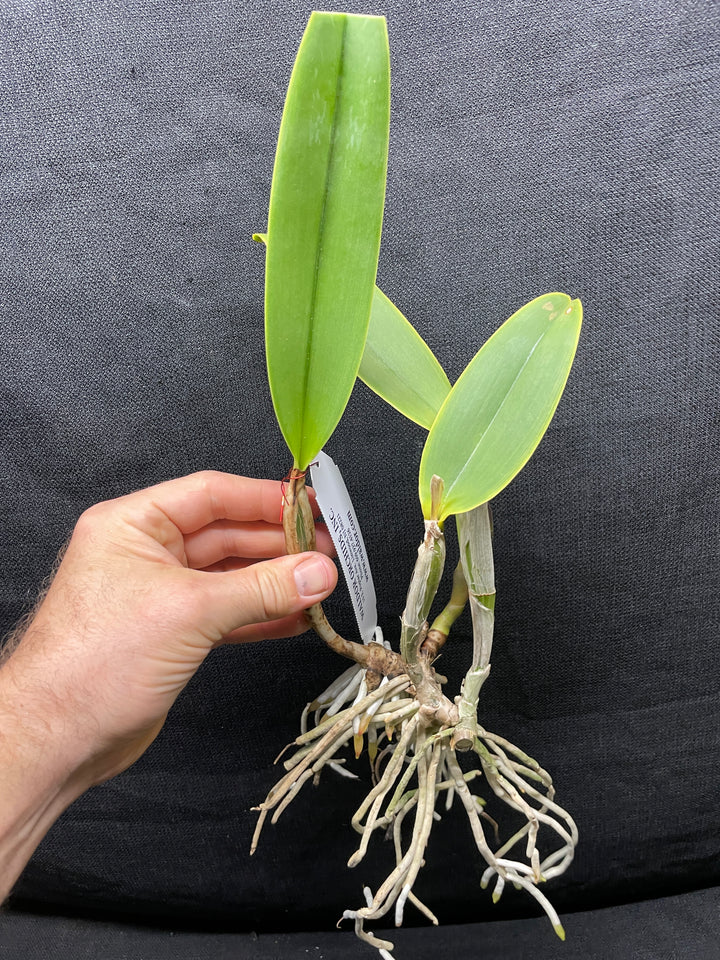 C. lueddemanniana `Mem. Norb Krzak&