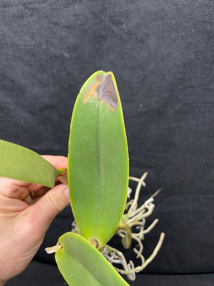 C. lueddemanniana `Mem. Norb Krzak&