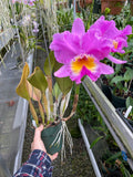 Blc. Saint Clement `Trinity' FCC/RHS, AM/AOS Div #1 Cattleya Orchid Plant