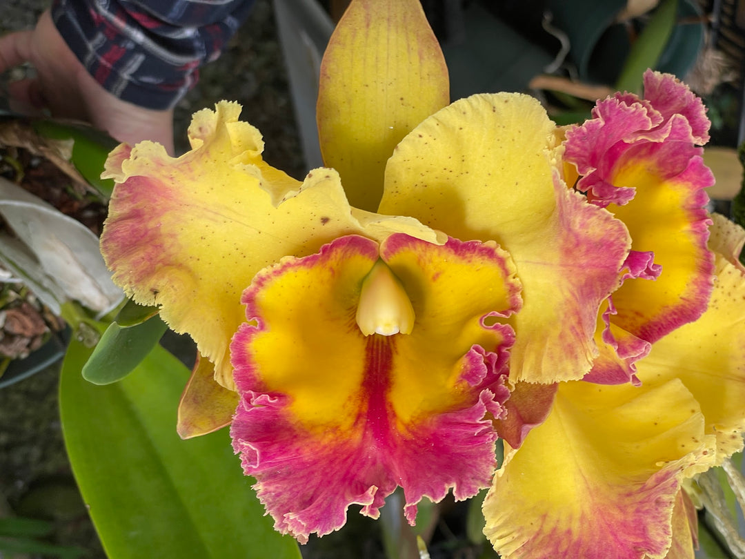 Blc. (Chomthong Fancy x Norman&