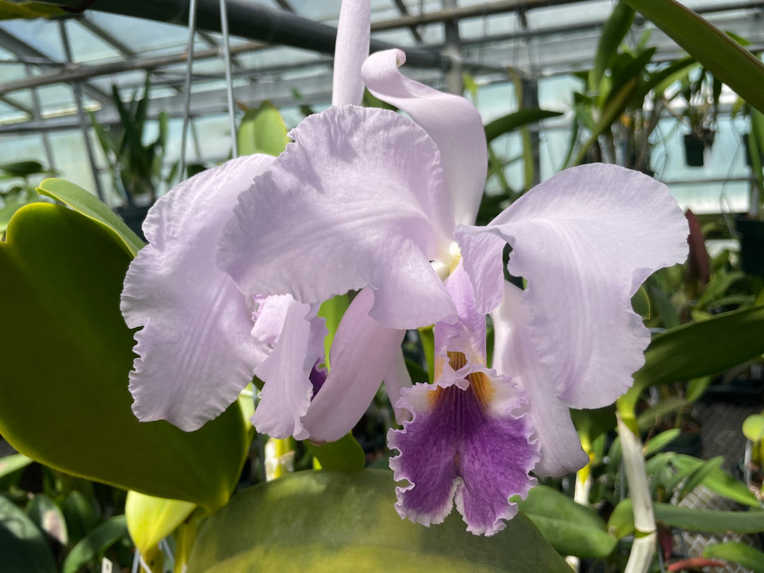 C. warneri coerulea (`Blue Damascus&