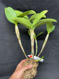 C. aurantiaca `Kathleen' CHM/AOS Div #2 Select Species Cattleya Orchid Plant