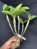 C. aurantiaca `Kathleen' CHM/AOS Div #2 Select Species Cattleya Orchid Plant