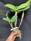 C. aurantiaca `Kathleen' CHM/AOS Div #2 Select Species Cattleya Orchid Plant