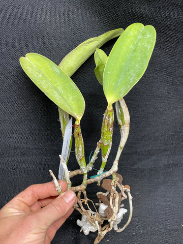 アンティーク エンボス セルロイド ボックス 少女 フラワー　エドワーディアン C. walkeriana `Kathleen II' AM/AOS Div #1 Original Division Species Or