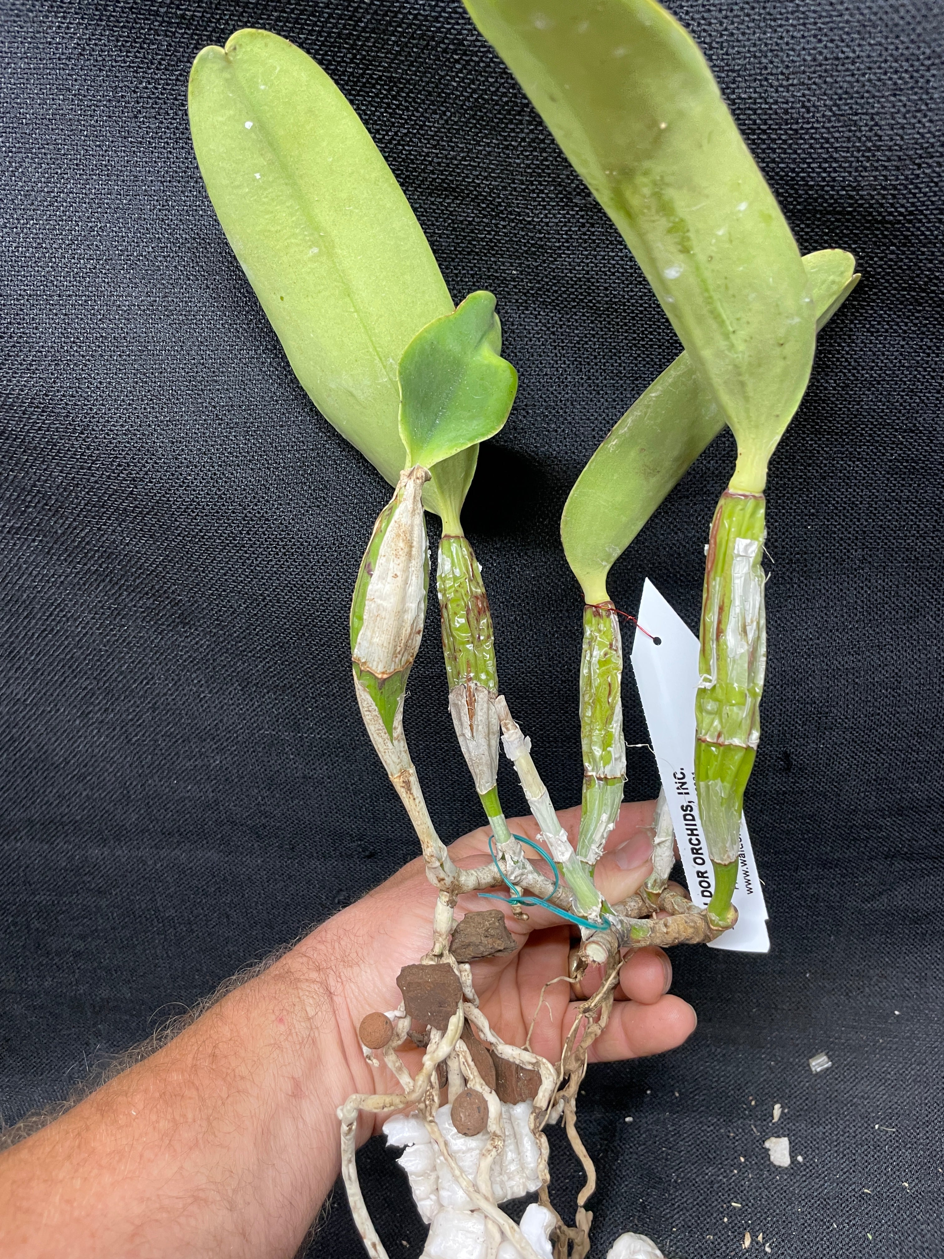 C. walkeriana `Kathleen II' AM/AOS Div #1 Original Division Species Or
