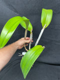Blc. Greenwich `Killarney' HCC/AOS Cattleya Orchid Plant