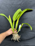 Slc. Lani Bird `Helen Palik' AM/AOS Division #1 Cattleya Orchid Plant