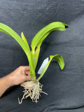 Slc. Lani Bird `Helen Palik' AM/AOS Division #1 Cattleya Orchid Plant