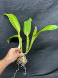 Slc. Lani Bird `Helen Palik' AM/AOS Division #1 Cattleya Orchid Plant