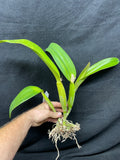 Slc. Lani Bird `Helen Palik' AM/AOS Division #1 Cattleya Orchid Plant