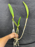 Blc. Crowfield `Palm Bay' AM/AOS Select Quality Cattleya Orchid Plant