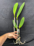 Blc. Crowfield `Palm Bay' AM/AOS Select Quality Cattleya Orchid Plant