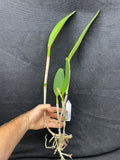 Blc. Crowfield `Palm Bay' AM/AOS Select Quality Cattleya Orchid Plant