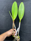 Blc. Mem. Frank Main `Phelps Farm' AM/AOS Original Division Cattleya Orchid Plant