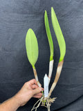 Blc. Mem. Frank Main `Phelps Farm' AM/AOS Original Division Cattleya Orchid Plant