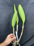 Blc. Mem. Frank Main `Phelps Farm' AM/AOS Original Division Cattleya Orchid Plant
