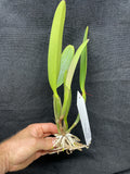 C. lueddemanniana `Macaray' AM/AOS Div #1 Original Division Species Cattleya Orchid Plant