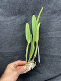 C. lueddemanniana `Macaray' AM/AOS Div #1 Original Division Species Cattleya Orchid Plant