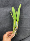 C. lueddemanniana `Macaray' AM/AOS Div #1 Original Division Species Cattleya Orchid Plant