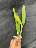 C. lueddemanniana `Macaray' AM/AOS Div #1 Original Division Species Cattleya Orchid Plant