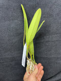 C. lueddemanniana `Macaray' AM/AOS Div #1 Original Division Species Cattleya Orchid Plant