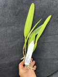 C. lueddemanniana `Macaray' AM/AOS Div #1 Original Division Species Cattleya Orchid Plant