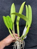 Blc. Hamana Tip `Toshiko' BM/JOGA Division #1 Cattleya Orchid Plant