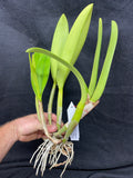 Blc. Hamana Tip `Toshiko' BM/JOGA Division #1 Cattleya Orchid Plant