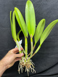Blc. Hamana Tip `Toshiko' BM/JOGA Division #1 Cattleya Orchid Plant