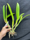Blc. Hamana Tip `Toshiko' BM/JOGA Division #1 Cattleya Orchid Plant