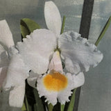 C. schroederae (`Melida' x `The Baron' FCC/RHS) Cattleya Species 2.5" Pot