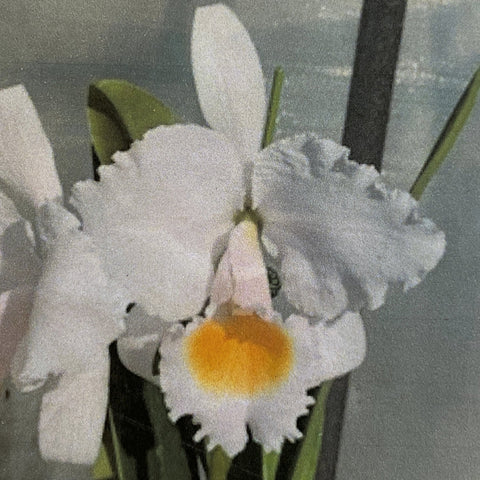 C. schroederae (`Melida' x `The Baron' FCC/RHS) Cattleya Species 2.5" Pot