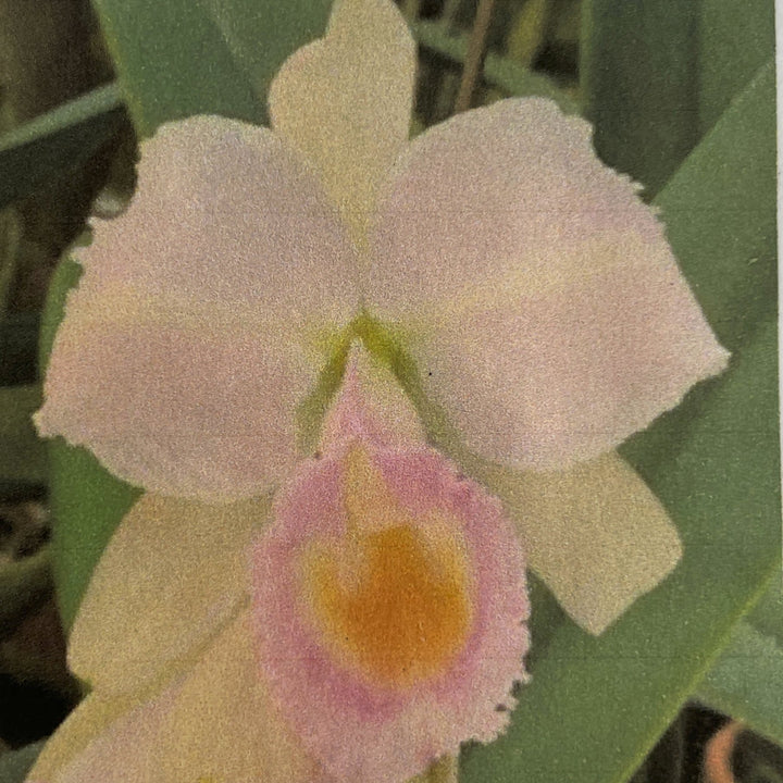 C. schroederae (`Amabilae&