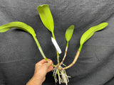 C. Louis and Carla `Summer Supreme' Original Div #1 Select Cattleya Orchid Plant