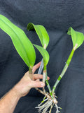 C. Louis and Carla `Summer Supreme' Original Div #1 Select Cattleya Orchid Plant