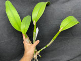 C. Louis and Carla `Summer Supreme' Original Div #1 Select Cattleya Orchid Plant