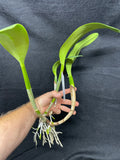 C. Louis and Carla `Summer Supreme' Original Div #1 Select Cattleya Orchid Plant