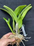 Otr. Nalo Bouquet `Puanani' Select Quality Cattleya Orchid Plant DIV #1