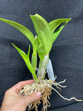 Otr. Nalo Bouquet `Puanani' Select Quality Cattleya Orchid Plant DIV #1